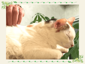 未病ケア・シニア・ターミナルケア｜厚木キジュ動物病院