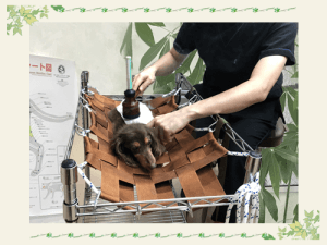 当院の消化器疾患の治療の特徴｜厚木キジュ動物病院