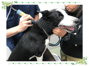 体に負担の少ない漢方｜厚木キジュ動物病院