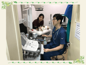 循環器診療｜厚木キジュ動物病院