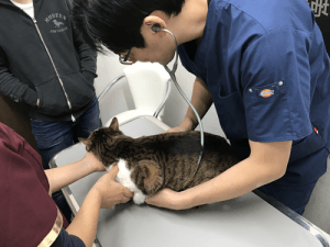 身体検査｜厚木キジュ動物病院