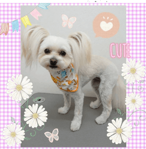 インスタグラム｜厚木キジュ動物病院