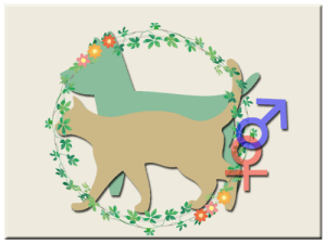 避妊去勢｜厚木キジュ動物病院