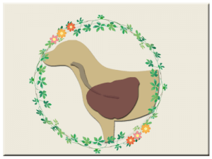 呼吸器系の病気｜厚木キジュ動物病院