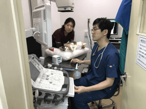 検査と治療計画｜厚木キジュ動物病院