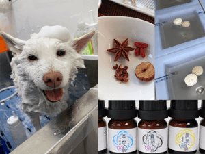 治療の提案｜厚木キジュ動物病院