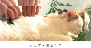 シニア・未病ケア｜厚木キジュ動物病院