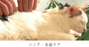 シニア・未病ケア｜厚木キジュ動物病院