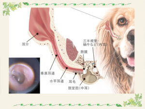ビデオオトスコープ(耳の内視鏡)を用いた耳科診療｜厚木キジュ動物病院