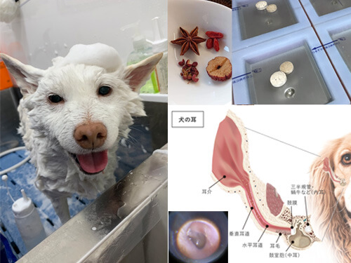耳の治療の提案｜厚木キジュ動物病院