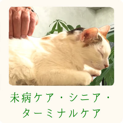 厚木キジュ動物病院  厚木キジュ動物病院｜Tree of Life Animal Hospital