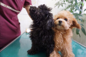 しつけ相談｜厚木キジュ動物病院