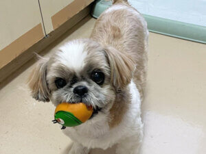 ペットホテル｜厚木キジュ動物病院