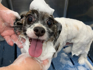 トリミング｜厚木キジュ動物病院